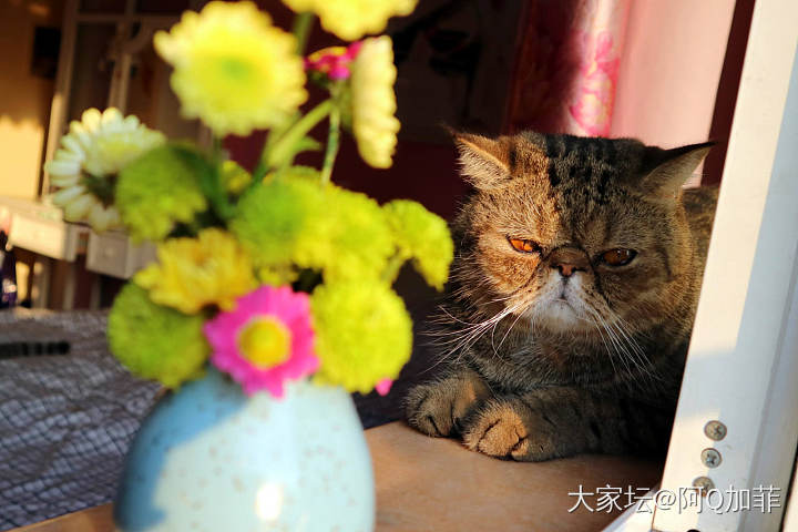 突然出现的ET_花猫