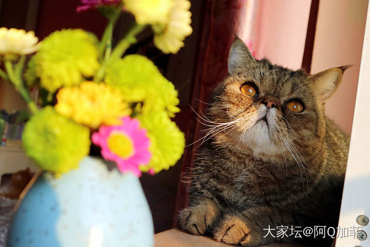 突然出现的ET_花猫