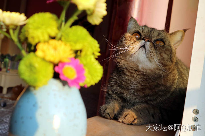 突然出现的ET_花猫