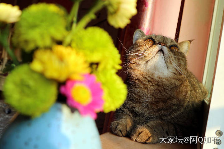 突然出现的ET_花猫