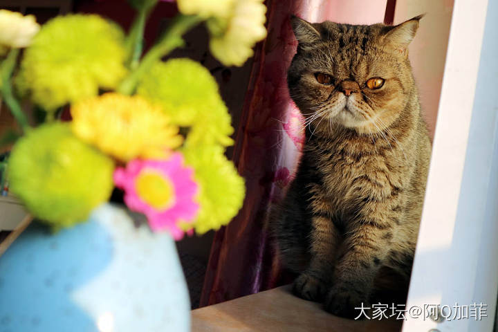 突然出现的ET_花猫