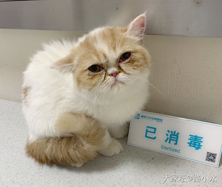 一万六又开始烧钱了！_猫宠物