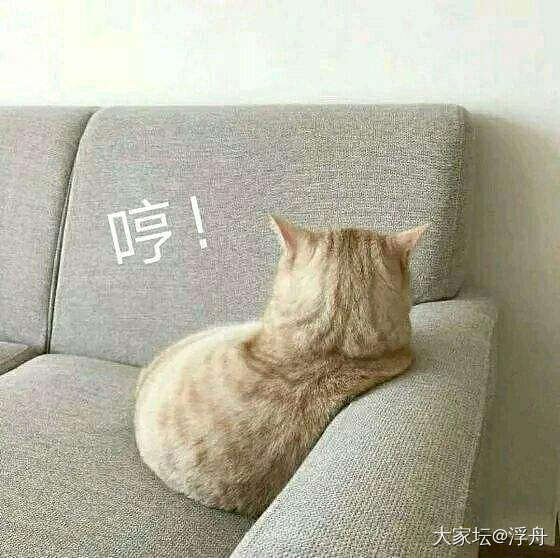 哄哄No哥_猫