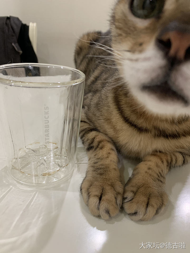 蹭网红杯，我尽力了_猫