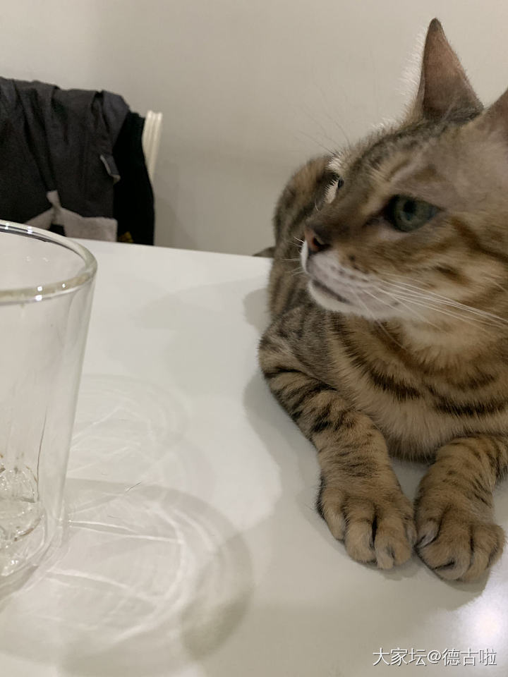 蹭网红杯，我尽力了_猫