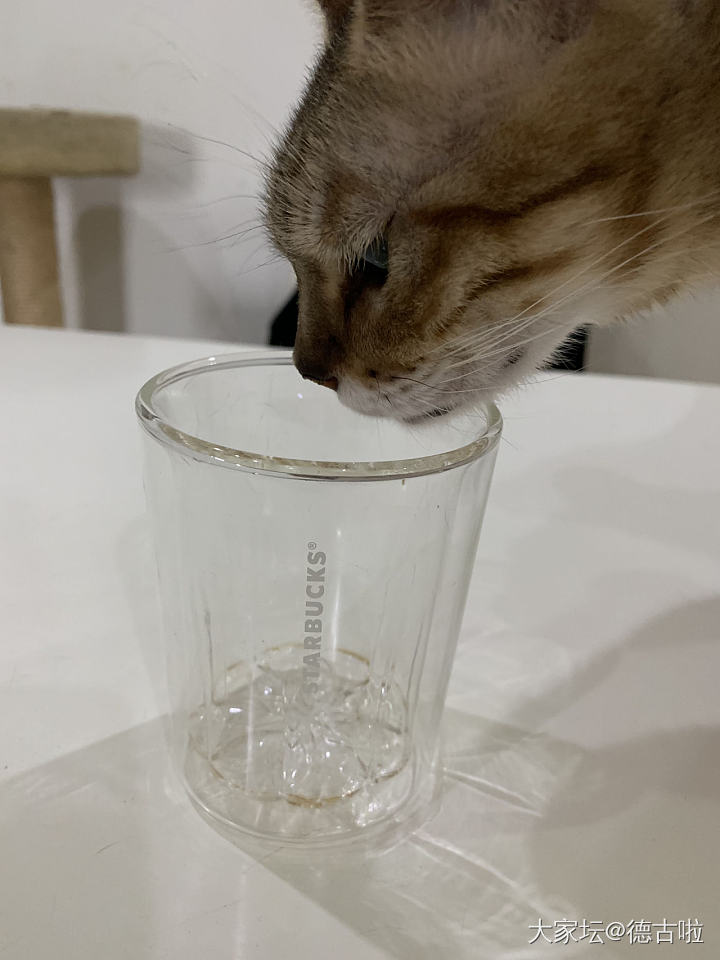 蹭网红杯，我尽力了_猫