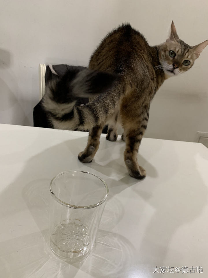 蹭网红杯，我尽力了_猫