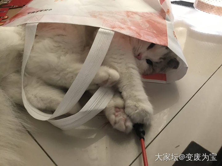 老虎发现了袋子的新玩法😄😄_猫