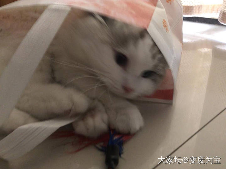 老虎发现了袋子的新玩法😄😄_猫