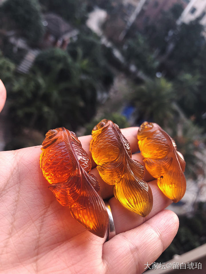 金玉满堂_琥珀