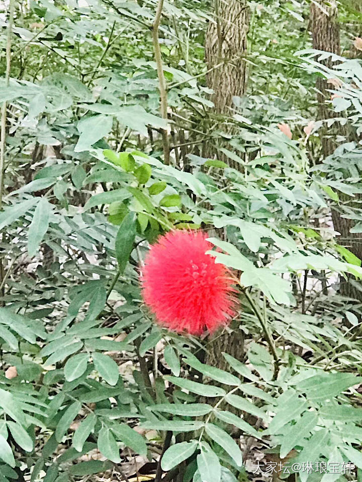 终于出太阳了，出去踏春_花闲聊