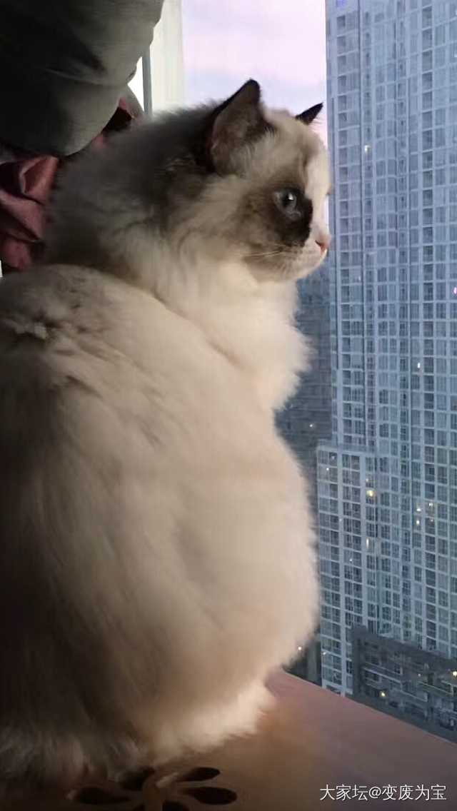 大家猜猜这是谁啊🤭😄_猫