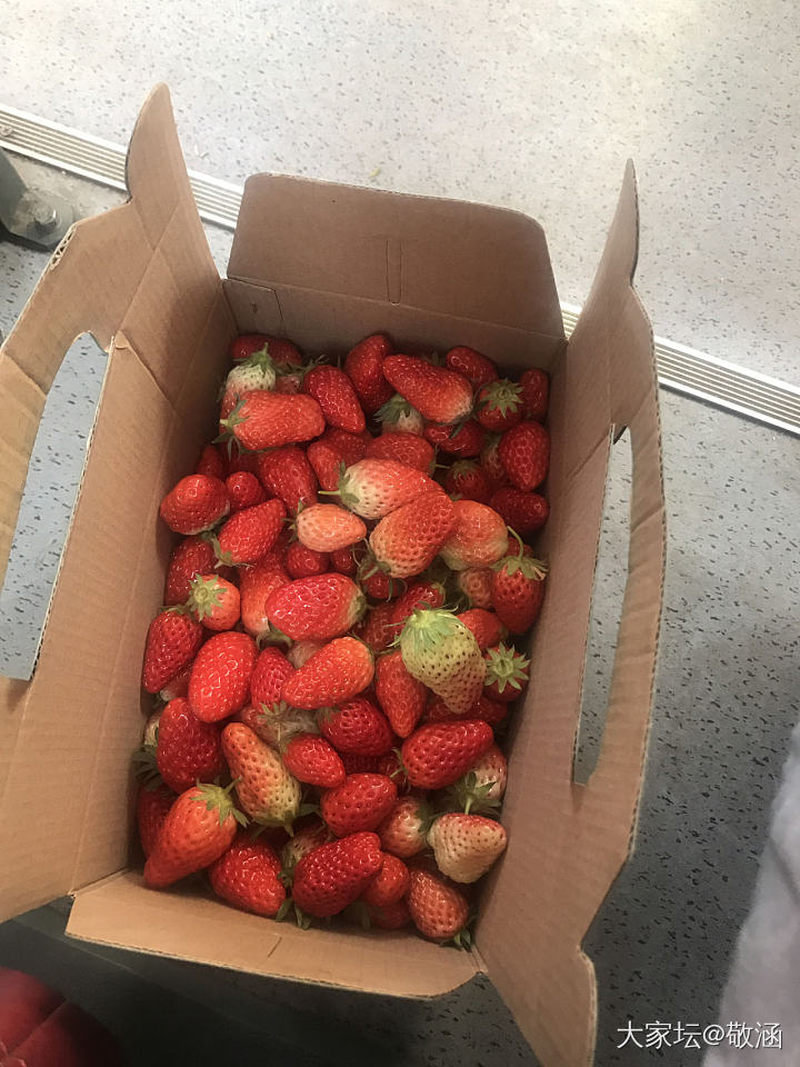 摘草莓啦，甜甜的草莓_水果美食