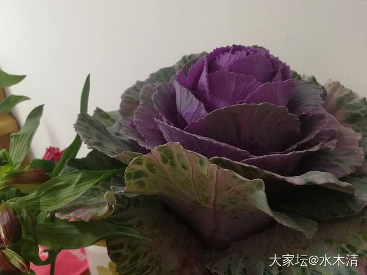 团的第二周的花收到的什么鬼  我都惊了_闲聊花