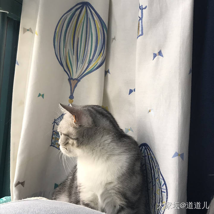 小小的恶作剧_猫