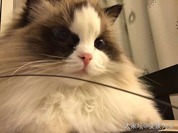 大家来评评，姐姐到底像爸爸还是妈妈😄_猫