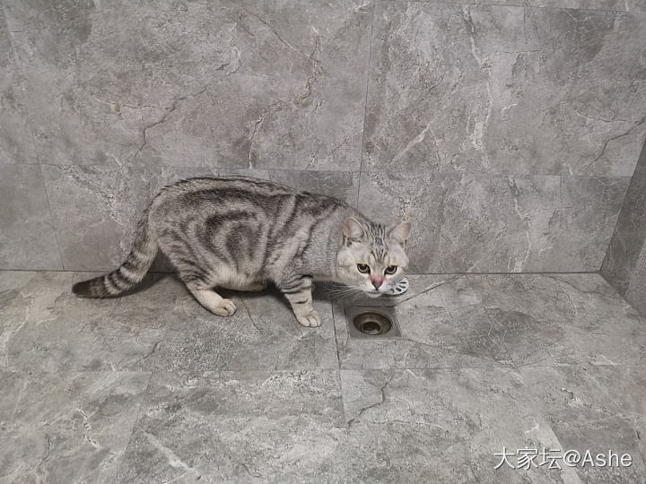 对下水道充满好奇的怪喵。_猫