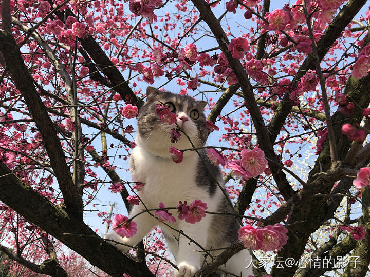 弟弟是见过世面的猪啦_猫