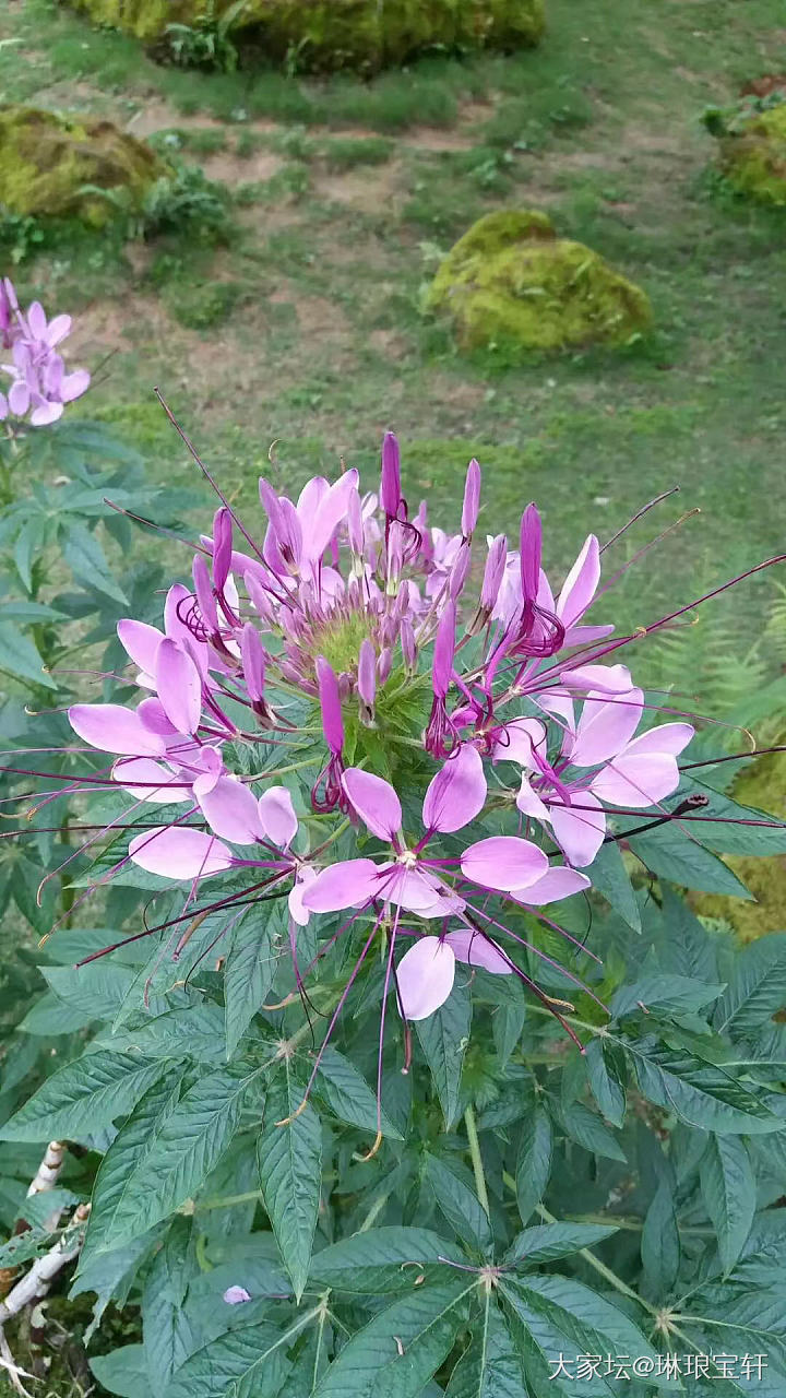 寻花问柳，明天开始太阳公公又要出走……_花闲聊