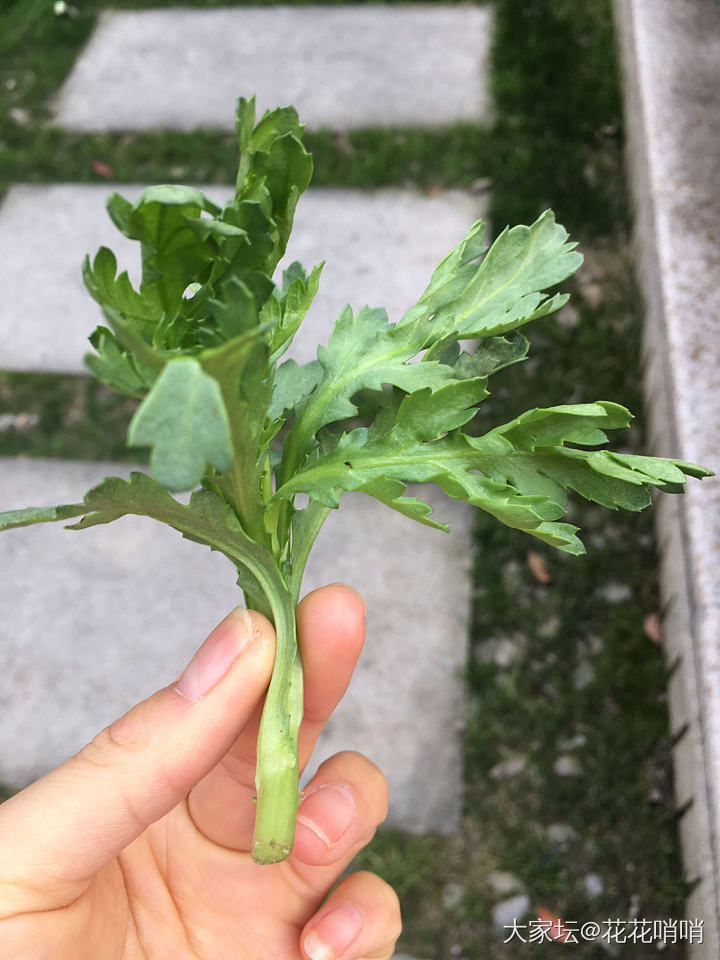 这是什么菜？_食材