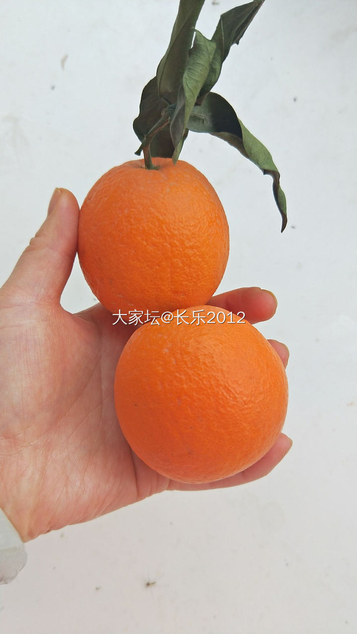 秭归中华红橙，我的爱之一_水果