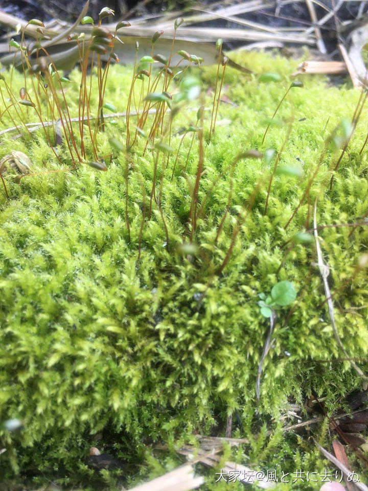 苔藓微世界_植物