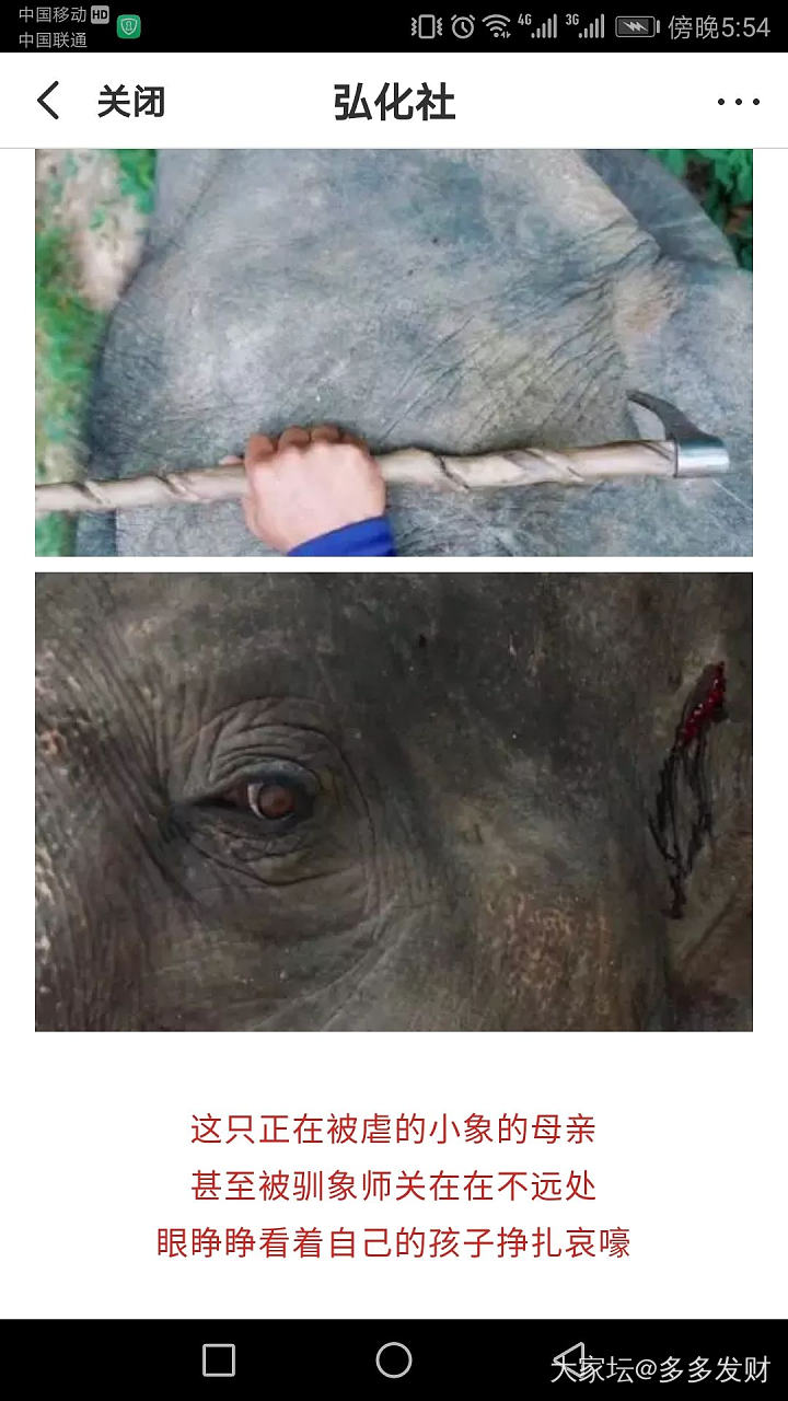如果去泰国，拜托不要看任何，人组织和经营的大象表演啊……_泰国大象旅游