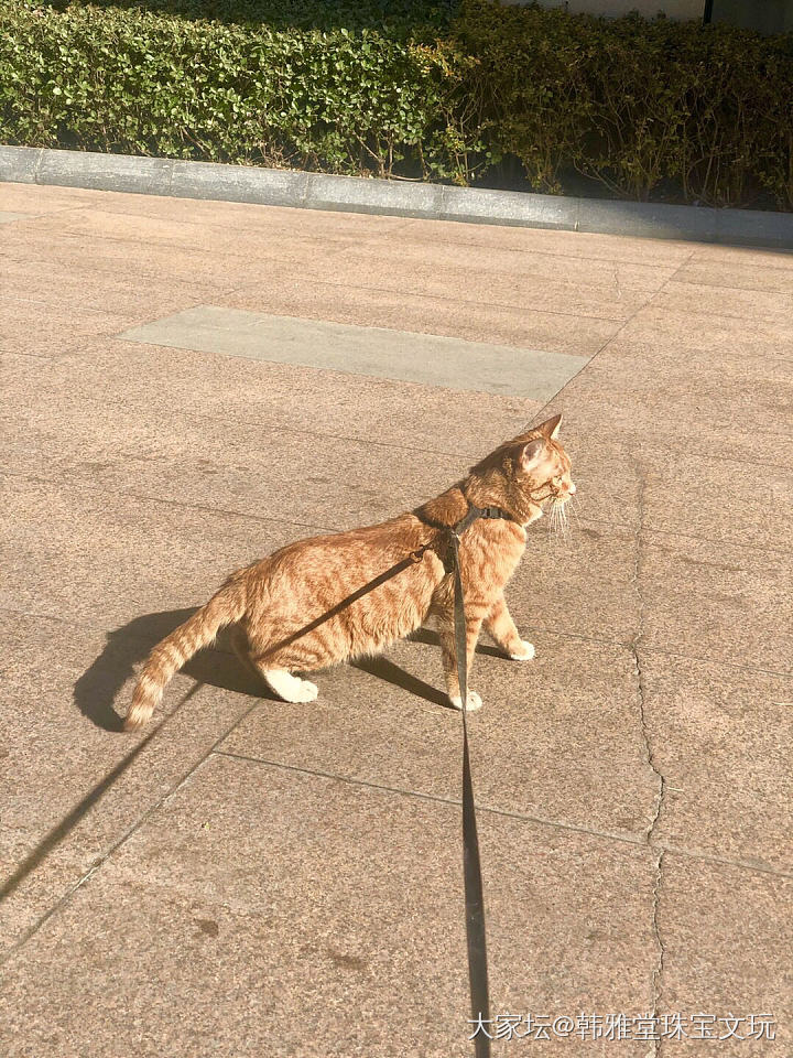 天儿暖和，出来遛遛_猫