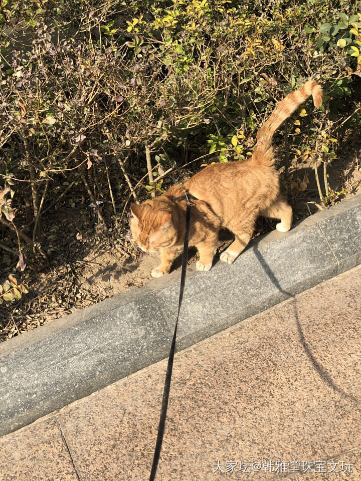 天儿暖和，出来遛遛_猫