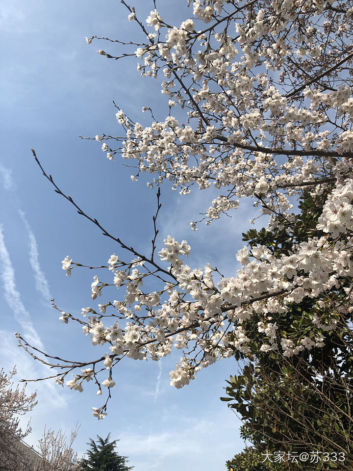 春_江苏植物