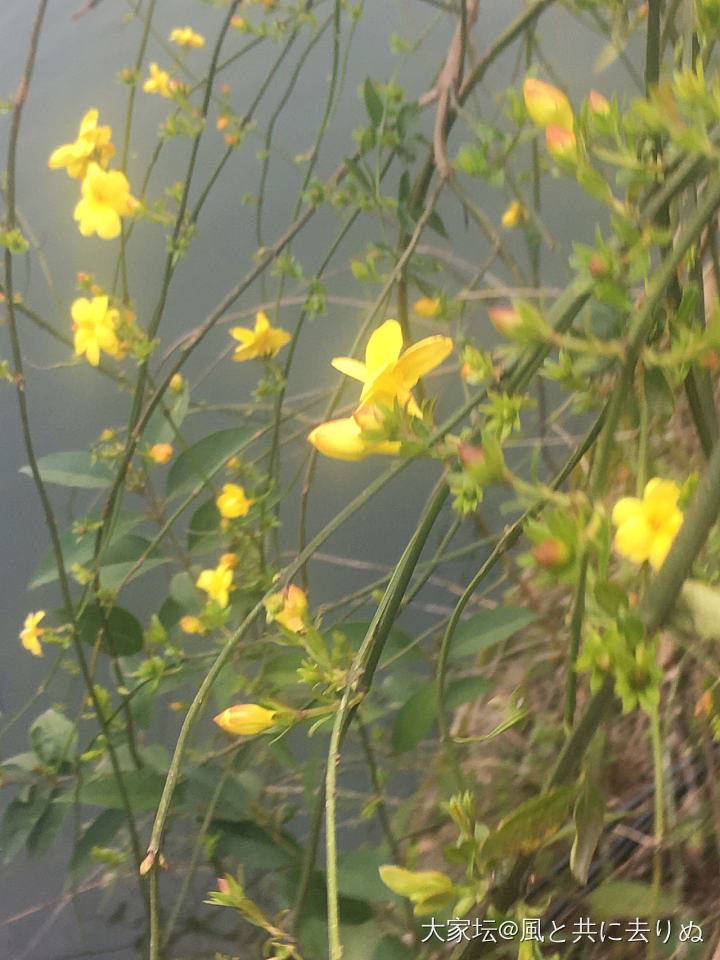 迎春花开_花