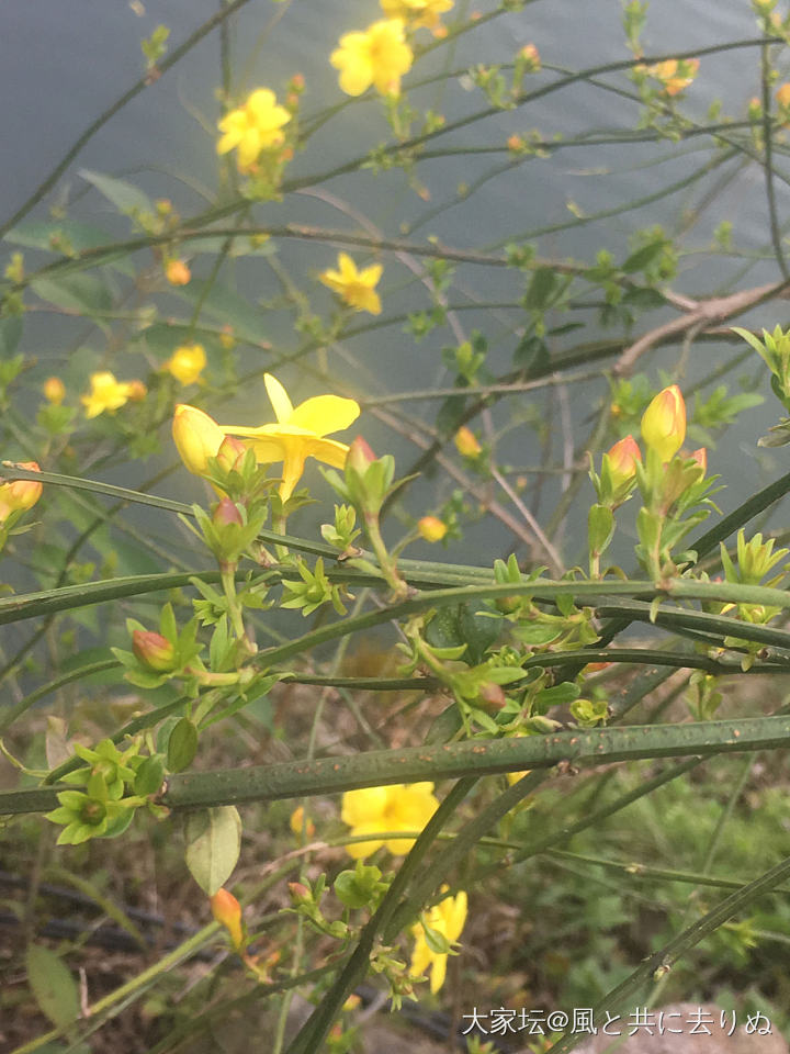 迎春花开_花