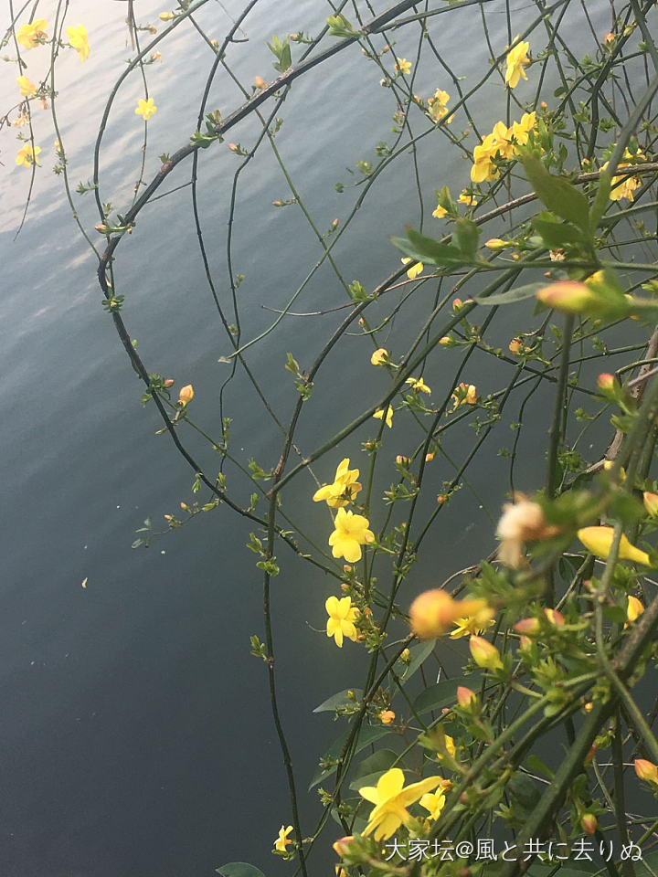 迎春花开_花