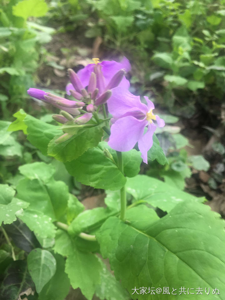 不知名的小花_花