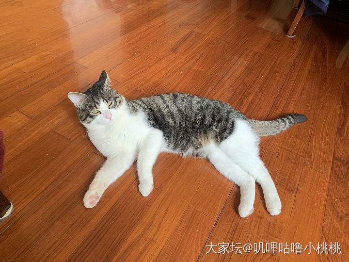 悠闲的周末_猫