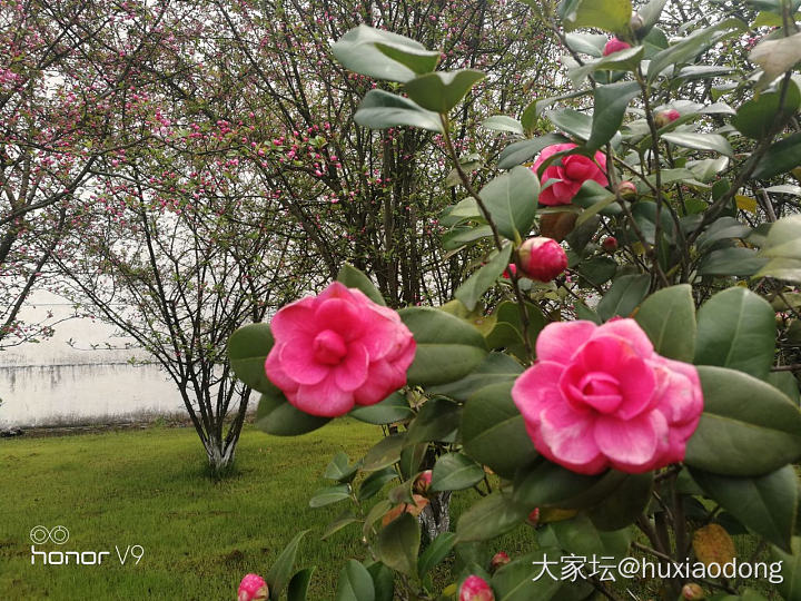 草长莺飞，万物复苏。厂里环境不错，号称花园式工厂，最喜欢春之樱，秋之桂。_植物