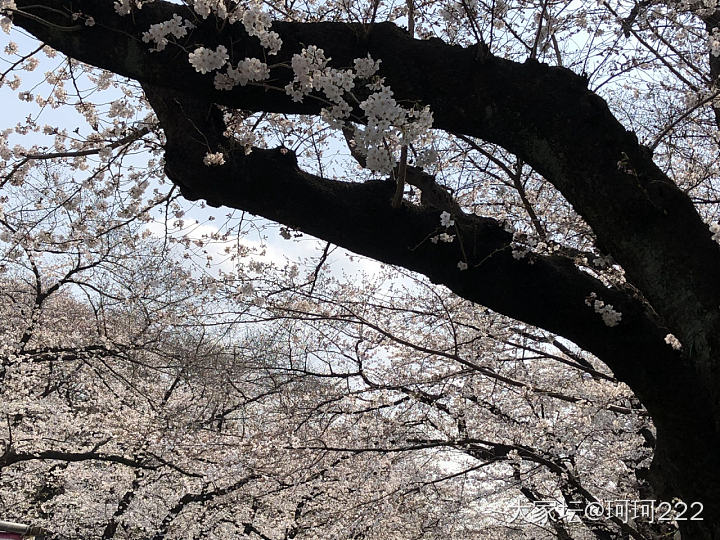 日本・東京上野🌸 日本人这样赏樱花_植物