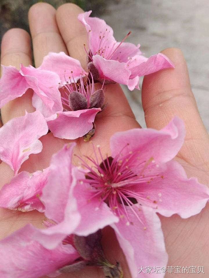 昨日才见桃花开，
今朝也许土里埋。
人生终究亦如此，
芳华一去不再来。_景色