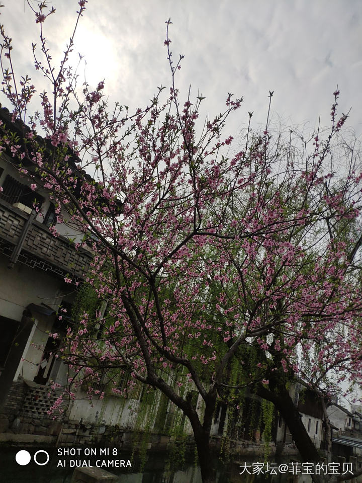 昨日才见桃花开，
今朝也许土里埋。
人生终究亦如此，
芳华一去不再来。_景色