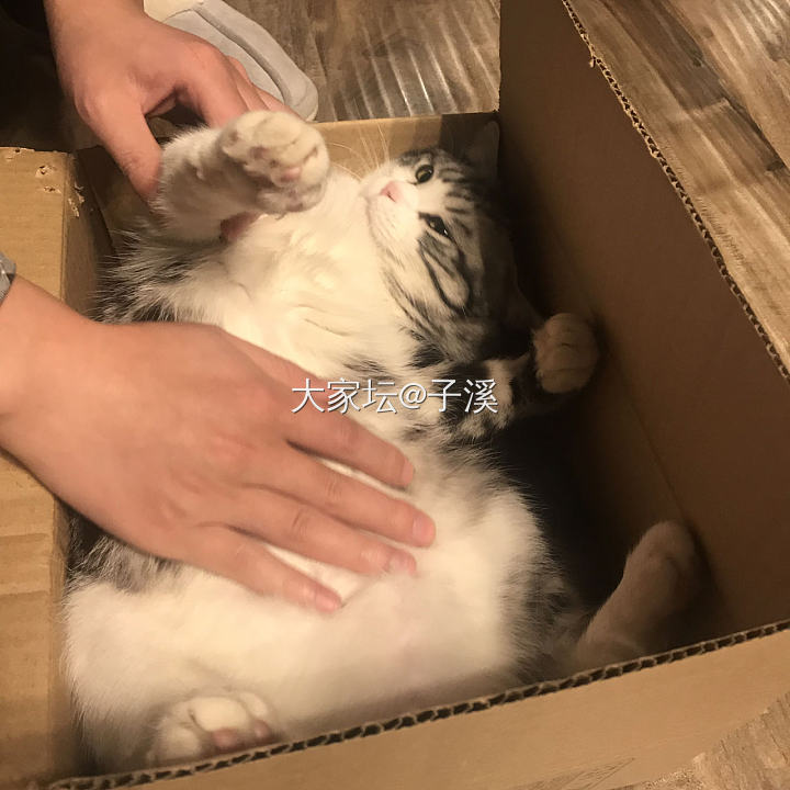 大儿子的萌照_猫