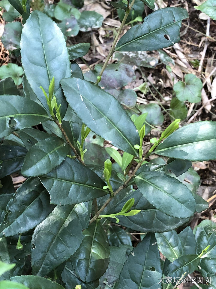 有谁和我一样在挖笋采茶_食材