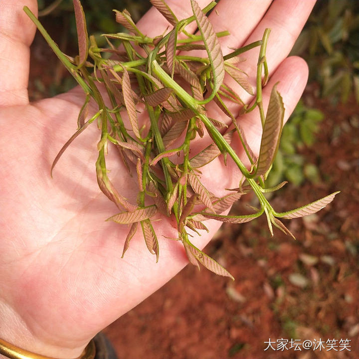 有谁和我一样在挖笋采茶_食材