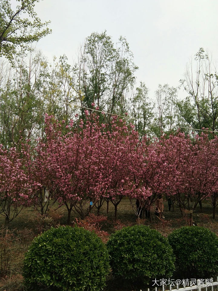 春光无限好~出门溜达，赏花赏景去_旅游