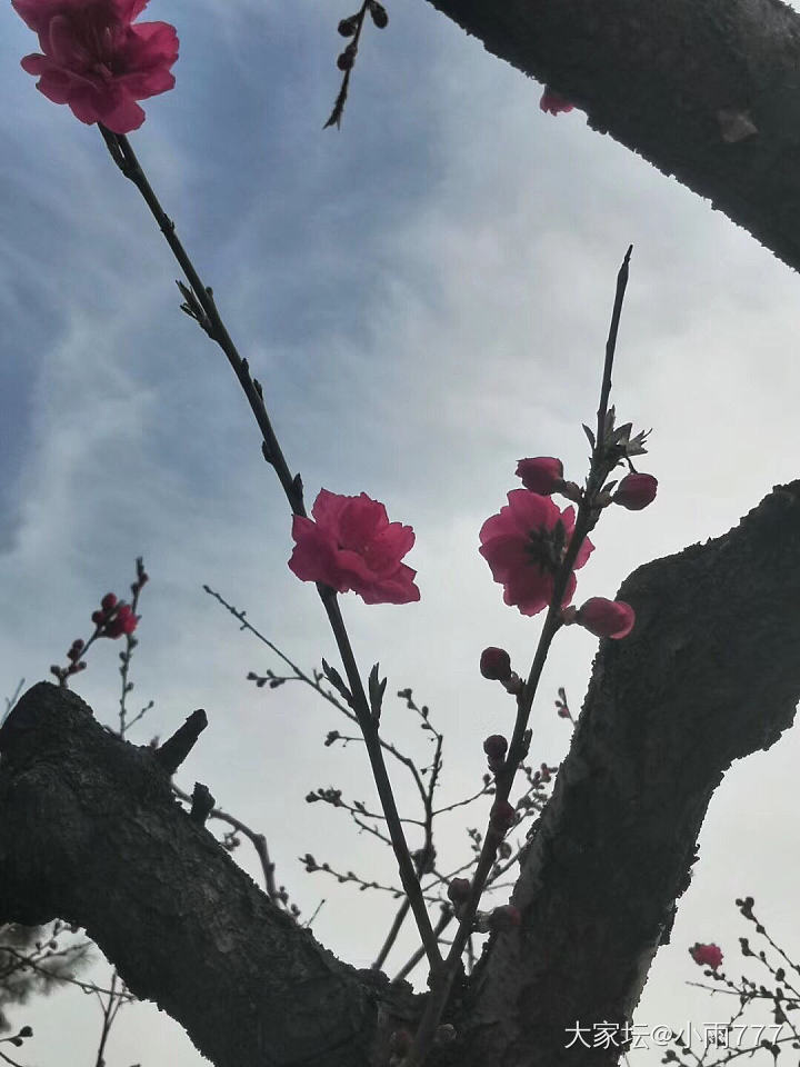 人间四月芳菲尽、山寺桃花始盛开。_旅游