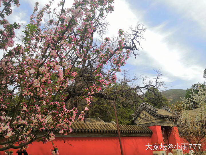 人间四月芳菲尽、山寺桃花始盛开。_旅游