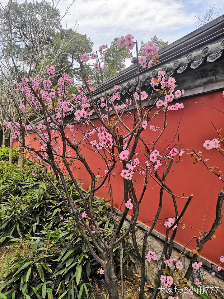 人间四月芳菲尽、山寺桃花始盛开。_旅游