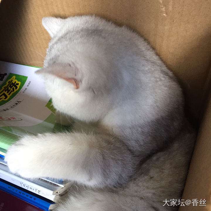 霸着不肯走了_猫