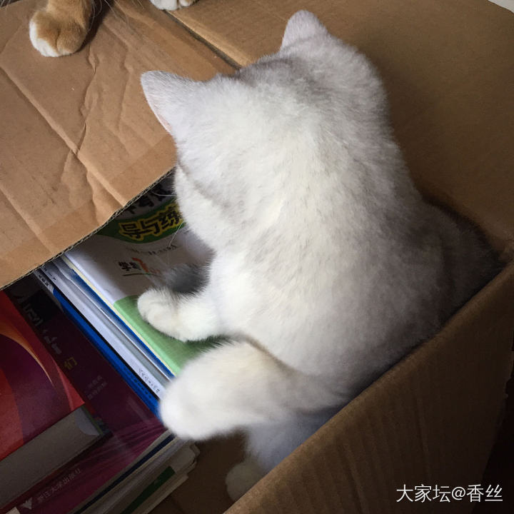 霸着不肯走了_猫