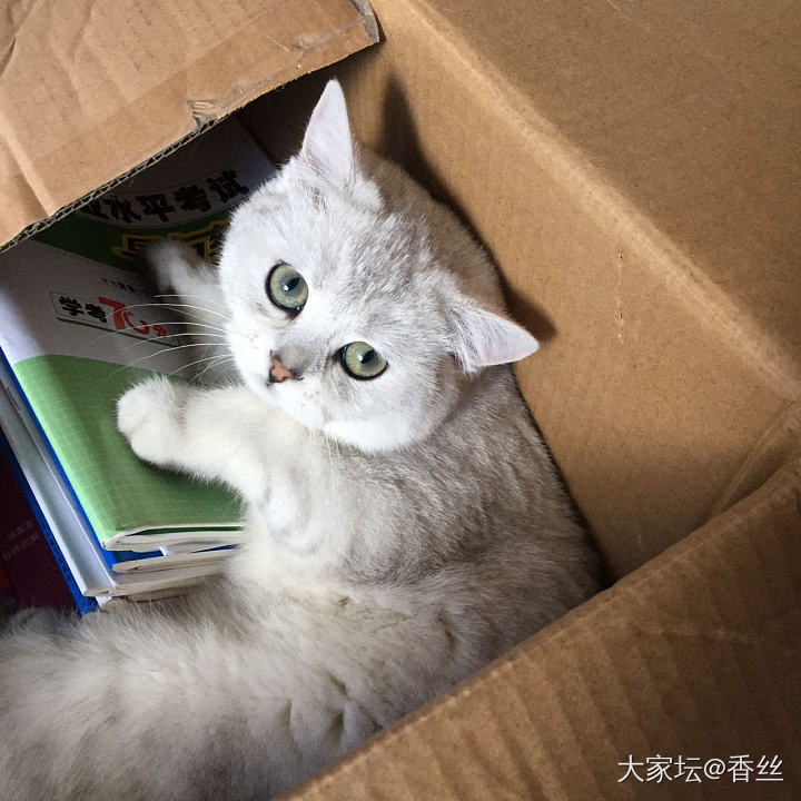 霸着不肯走了_猫