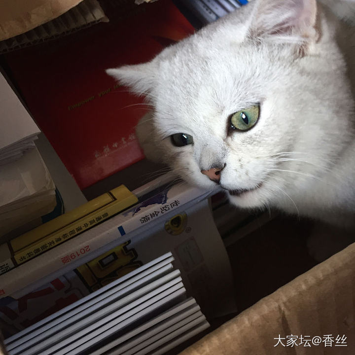 霸着不肯走了_猫